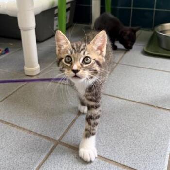 Domestic Short Hair Cats Available for Adoption in Honolulu, Hawaii - Jamie | PetCurious