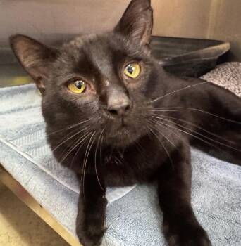 Derby -  Domestic Short Hair Cat for Adoption in Tomah, Wisconsin - Derby | PetCurious