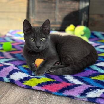 Rescue Domestic Short Hair Cats for Adoption in Evansville, Indiana - Trick Or Treat | PetCurious