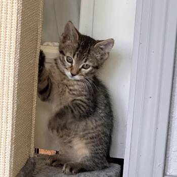 Domestic Short Hair Cats Available for Adoption in Williston, Florida - Naiad | PetCurious