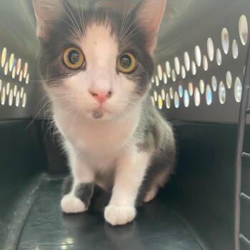 WAGS-Stray-23013 -  Domestic Short Hair Cat for Adoption in Westminster, California - WAGS-Stray-23013 | PetCurious