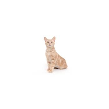 Domestic Short Hair Cats Available for Adoption - Cricket | PetCurious