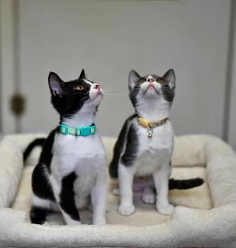 Jack & Jacqueline -  Tuxedo Cat for Adoption in Falmouth, Maine - Jack & Jacqueline | PetCurious