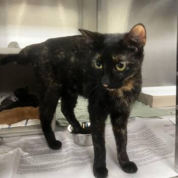 Alani -  Domestic Short Hair Cat for Adoption in San Antonio, Texas - Alani | PetCurious