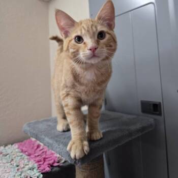 Aston -  Domestic Short Hair Cat for Adoption in Prineville, Oregon - Aston | PetCurious