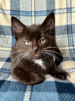 Rescue Domestic Short Hair Cats for Adoption in Yakima, Washington - Gene | PetCurious