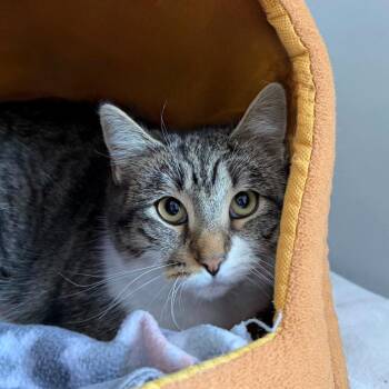 Domestic Short Hair Cats Available for Adoption - Raven | PetCurious