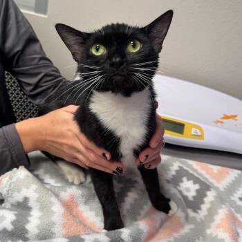 Ella -  Domestic Short Hair Cat for Adoption in Englewood, Florida - Ella | PetCurious