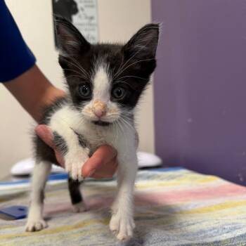 Zig -  Domestic Short Hair Cat for Adoption in Englewood, Florida - Zig | PetCurious