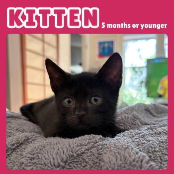 Skillet -  Domestic Short Hair Cat for Adoption in Gainesville, Florida - Skillet | PetCurious