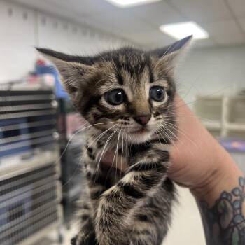 CheezIt-C -  Domestic Short Hair Cat for Adoption in East St. Louis, Illinois - CheezIt-C | PetCurious