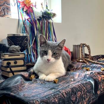 Rescue Domestic Short Hair Cats for Adoption in Brownsboro, Alabama - Pike | PetCurious