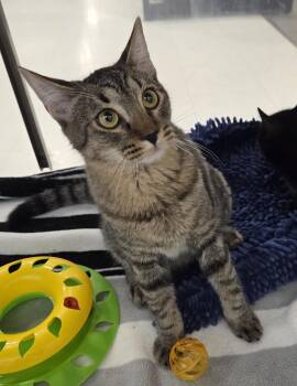 Benji -  Tabby Cat for Adoption in Millville, Utah - Benji | PetCurious