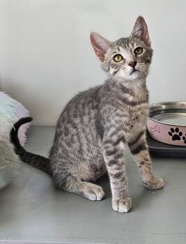 Blueberry -  Domestic Short Hair Cat for Adoption in Ogden, Utah - Blueberry | PetCurious