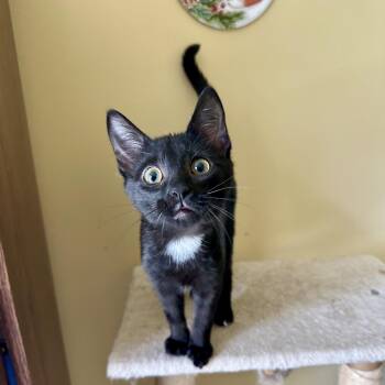 Huckleberry -  Domestic Short Hair Cat for Adoption in Apex, North Carolina - Huckleberry | PetCurious
