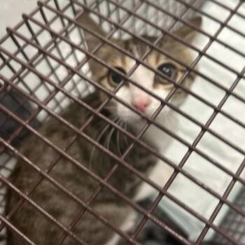 Domestic Short Hair Cats Available for Adoption - C9 | PetCurious