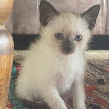 Dani -  Domestic Medium Hair Cat for Adoption in Johnson City, Tennessee - Dani | PetCurious