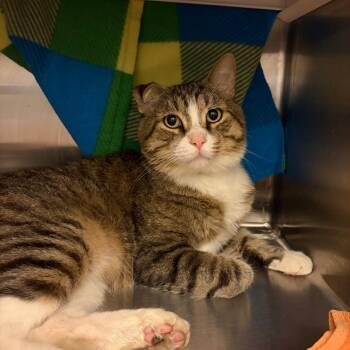 Jerry -  Domestic Short Hair Cat for Adoption in Council Bluffs, Iowa - Jerry | PetCurious