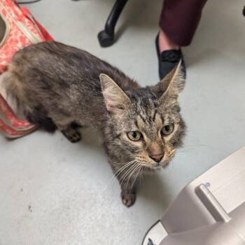 Ash -  Domestic Medium Hair Cat for Adoption in Charlottesville, Virginia - Ash | PetCurious
