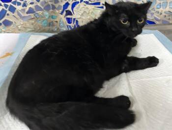 CAT BENATAR -  Domestic Short Hair Cat for Adoption in Pensacola, Florida - CAT BENATAR | PetCurious