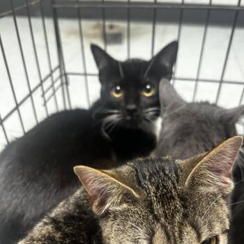 Domestic Short Hair Cats Available for Adoption in Philadelphia, Pennsylvania - Jabba | PetCurious