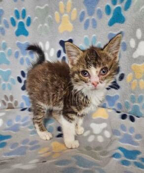 Jordan -  Domestic Short Hair Cat for Adoption in Wabash, Indiana - Jordan | PetCurious
