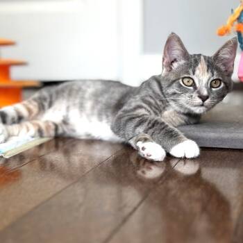 Rescue Domestic Short Hair Cats for Adoption in South Riding, Virginia - Callie | PetCurious