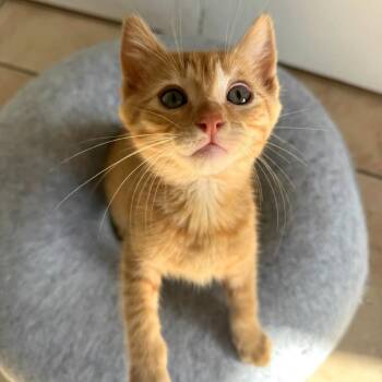 Domestic Short Hair Cats Available for Adoption in Costa Mesa, California - Melman | PetCurious