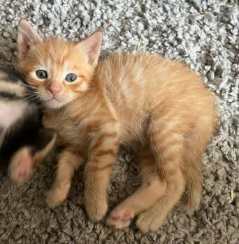 Domestic Short Hair Cats Available for Adoption - Simon | PetCurious