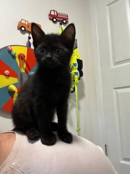 Evie -  Domestic Short Hair Cat for Adoption in Town 