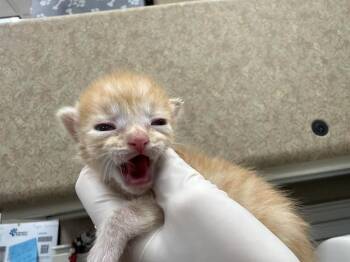 A1927309 -  Domestic Short Hair Cat for Adoption in Thousand Palms, California - A1927309 | PetCurious