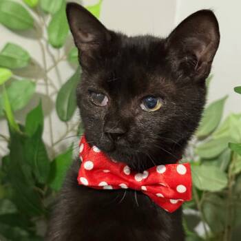 Rescue Domestic Short Hair Cats for Adoption in Hackett, Arkansas - Mel | PetCurious