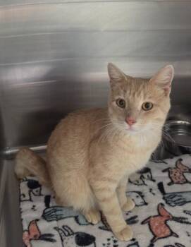 Max -  Domestic Short Hair Cat for Adoption in Athens, Tennessee - Max | PetCurious