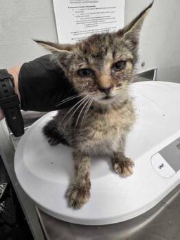 Emmie Demie Dong -  Domestic Short Hair Cat for Adoption in Sevierville, Tennessee - Emmie Demie Dong | PetCurious