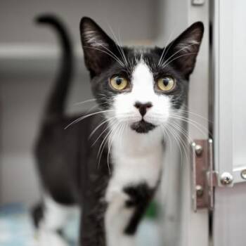 Mossy -  Domestic Short Hair Cat for Adoption in Atlanta, Georgia - Mossy | PetCurious
