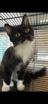 Rescue Domestic Medium Hair and Domestic Short Hair Cats for Adoption in Folsom, California - Karma | PetCurious