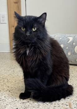 Domestic Long Hair Cats Available for Adoption in Buffalo, Minnesota - Vadium | PetCurious