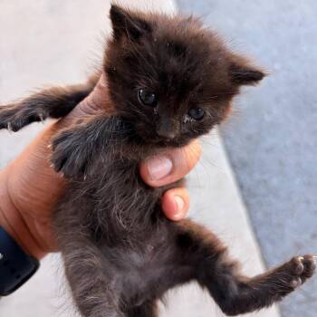 Donut -  Domestic Short Hair Cat for Adoption in Leander, Texas - Donut | PetCurious