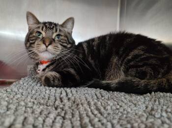 Georgie G -  Domestic Short Hair Cat for Adoption in Tipp City, Ohio - Georgie G | PetCurious