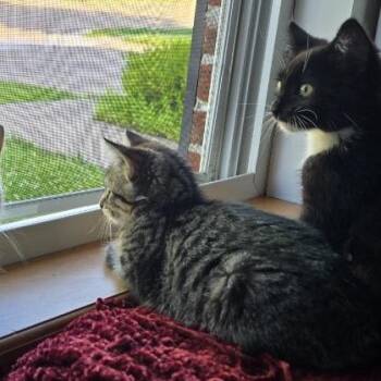 JOJO -  Domestic Short Hair and Snowshoe Cat for Adoption in Columbia, Missouri - JOJO | PetCurious