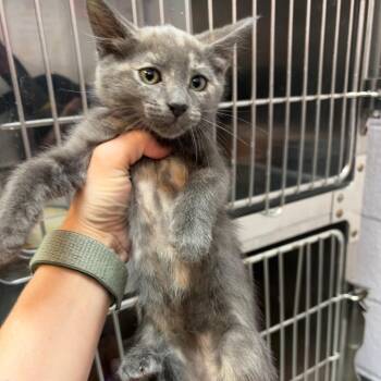 Dusty -  Domestic Short Hair Cat for Adoption in Port Charlotte, Florida - Dusty | PetCurious