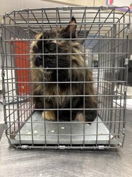 GEMMA -  Domestic Short Hair Cat for Adoption in Las Vegas, Nevada - GEMMA | PetCurious