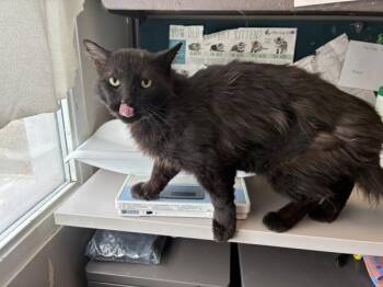 Domestic Short Hair Cats Available for Adoption in Salt Lake City, Utah - *Prospector Hawke* | PetCurious