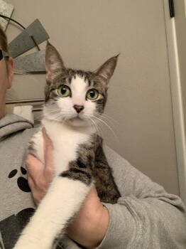 Rescue Domestic Short Hair Cats for Adoption in Fenton, Missouri - Betty | PetCurious