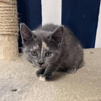 Domestic Short Hair Cats Available for Adoption in Jarrettsville, Maryland - Paisley | PetCurious