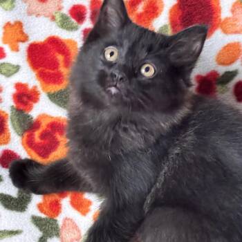Parkour -  Domestic Long Hair Cat for Adoption in Kenai, Alaska - Parkour | PetCurious