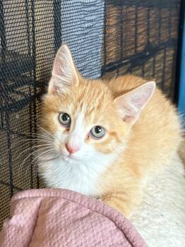 Rescue Domestic Short Hair Cats for Adoption in Heber City, Utah - Grant | PetCurious