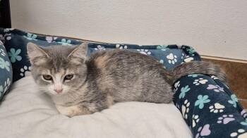 Reba -  Domestic Short Hair Cat for Adoption in South Bend, Indiana - Reba | PetCurious