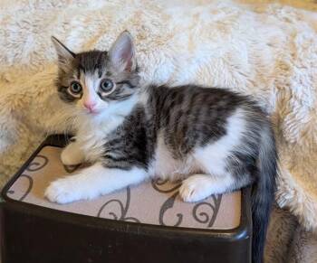 DOMINO -  Domestic Short Hair Cat for Adoption in Sacramento, California - DOMINO | PetCurious