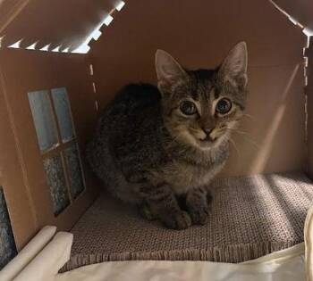 Manny -  Domestic Short Hair Cat for Adoption - Manny | PetCurious